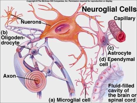 Gliasejtek Perifériás: Schwann sejt (axon velőhüvely) Satellitasejtek (perifériás ganglionok gliája) Teloglia (idegvégződések schwann sejtjei ) Centrális: Oligodendroglia (axon