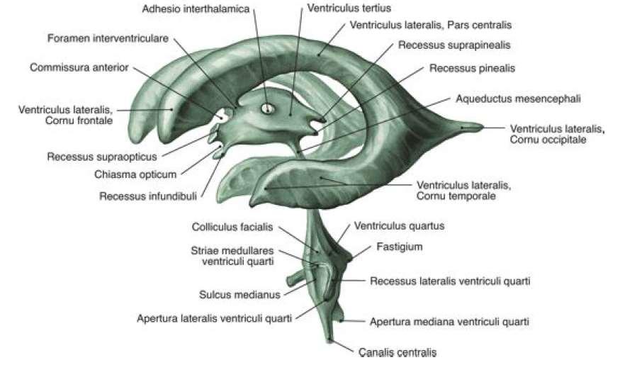 IV. agykamra a nyúltvelő nyílt része és híd területén háromszög alakú alapját a fossa rhomboidea alkotja tetejének nagy részét (hátul) a tela choroidea