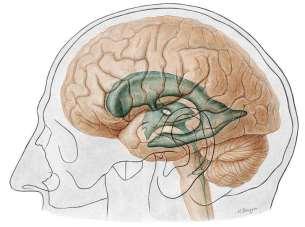 agykamra a diencephalonban elülső része az oldalkamrákkal közlekedik (foramen interventriculare), telencephalon része (Agykamrák) I. II.