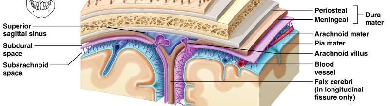 Agyburkok és liquorképzés Az arachnoidea (pókhálóhártya) mindenhol hozzáfekszik a dura materhez a barázdákba és egyéb konkavitásokba nem terjed bele A pia mater az agyvelő felszínét pontosan követi