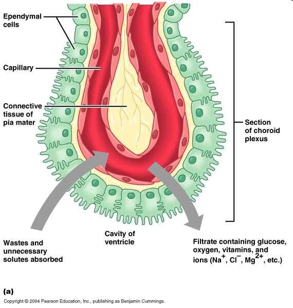 Liquorképzés A plexus choroideusok laza pia-arachnoidea szövetből állnak melyet az agykamrafal ependyma jellegű hámja egy vagy két rétegben beborít.
