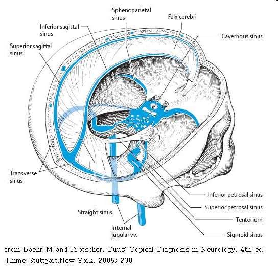 falú vénák Sinus sagittalis superior Sinus