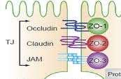 occludin szelektív anyagáteresztés az ESeken keresztül Az astrocyták talpai membrana limitans gliae-t alkotnak