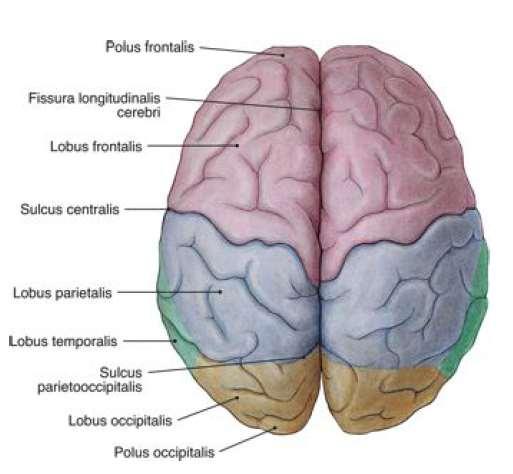 A telencephalon felépítése Két hemispherium félteke ezeket a fissura longitudinalis cerebri választja el a hemispheriumokat (féltekéket) a kéregállomány borítja, ami gyrusokat (tekervényeket) alkot a