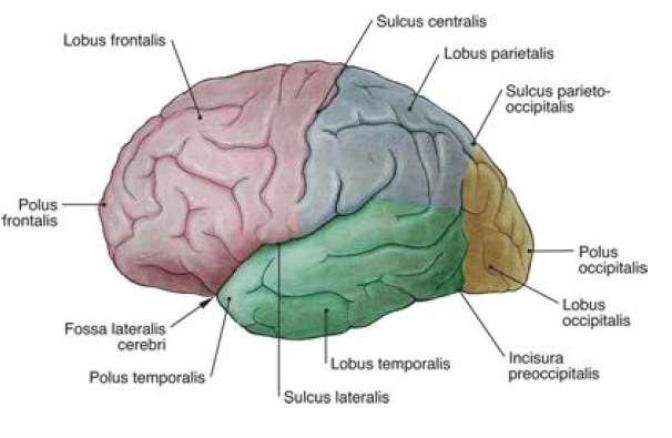 A telencephalon lebenyei lobus frontalis (homloklebeny) a halántéklebenytől a fossa lateralis cerebri választja el, ettől hátrafelé halad a sulcus lateralis cerebri hátsó határa a sulcus centralis,