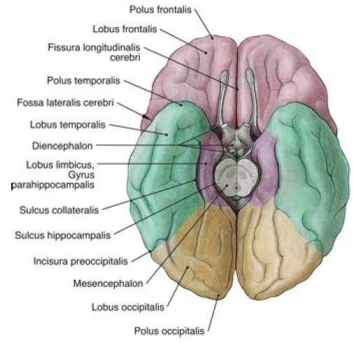 centralis-emögött gyrus postcentralis (primer érzőkéreg)- a sulcus postcentralisig hátulsó határa a sulcus parietooccipitalis lobus temporalis (halántéklebeny) elülső része a polus temporalis ide