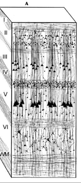 Pallium, neocortex Az agykéreg rétegei (isocortex) 6 sejtréteg 1. stratum plexiforme 2.