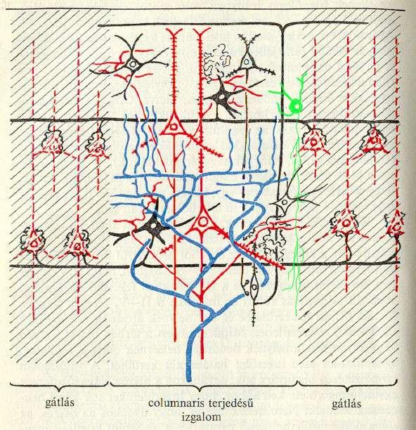 Agykérgi kolumna - a neuronális elemek vertikális