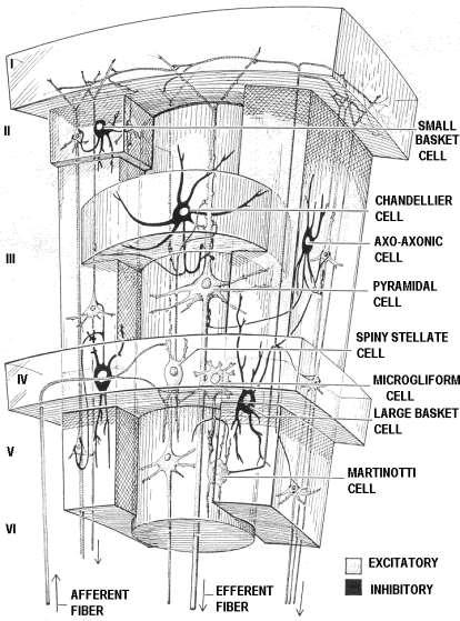(Kérgi columnák) Az agykéreg moduláris funkcionális egységei Pallium, neocortex Microcolumna 80-120sejt, amelyek 200-800 (átlag 500) mikronra vannak egymástól nem fed át a receptív mező a columnán