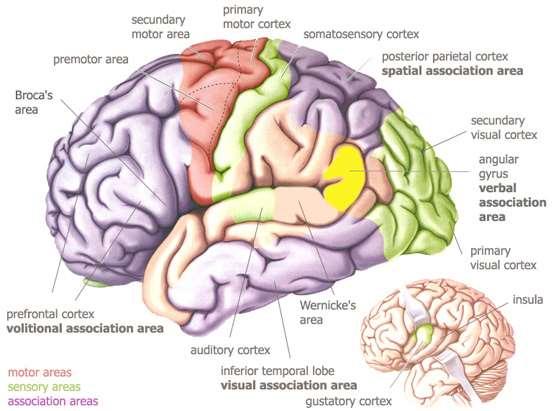 Az agykéreg Pallium Az agykéreg különböző (területei) mezői