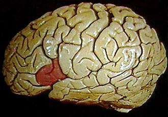 Mozgatókérgek Pallium, neocortex 1. Primer motoros kéreg a gyrus praecentralisban a frontalis lebenyben Szomatotópiás (topografikus) elrendeződés, az akaratlagos mozgások elindítója 2.