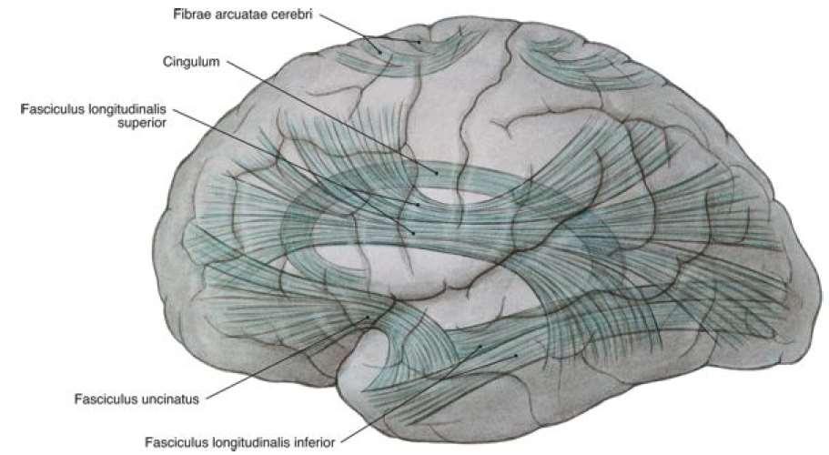 Asszociációs pályák egy agyféltekén belül különböző kéregrészleteket kötnek össze fibrae arcuatee cerebri: szomszédos területek között fasciculus longitudinalis superior: occipitalis és frontalis