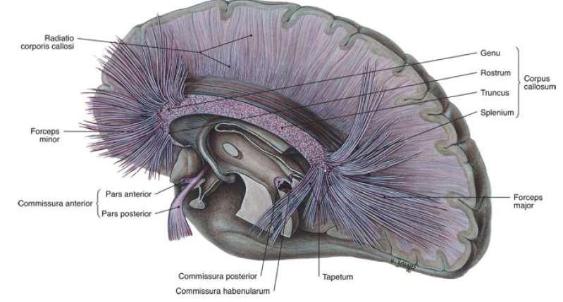 1. Corpus callosum (kérgestest) 2. Commissura anterior egy része a bulbus olfactoriusok (szaglóhagyma) közötti összeköttetést adja más része a temporális lebenyek között 3.