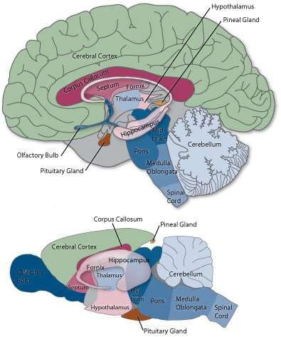 PALEOCORTEX Pallium Szaglókéreg: cortex piriformis az előagy basalis részén fekszik kétirányú kapcsolat a bulbus olfactoriusszal az ingerülete az asszocációs pályákon keresztül az entorhinalis