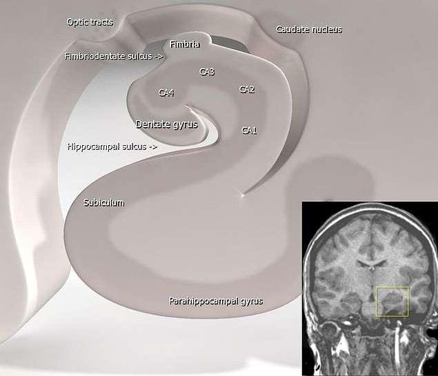 Hippocampus-formáció Pallium Entorhinalis kéreg: bemenet különöző corticalis részekből (pl. a szaglókéregből), raphe, locus coeruleusból, stb.