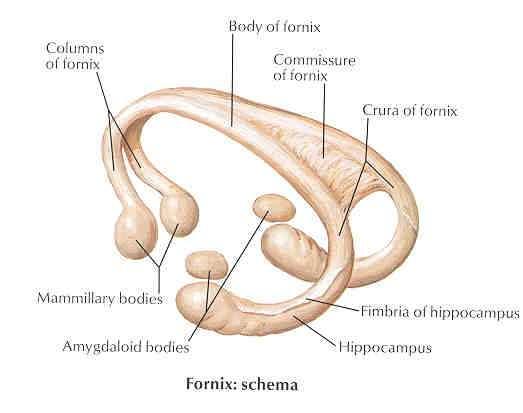 4. Fornix A hippocampus fő afferens és efferens pályája) 5.