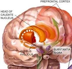 Törzsdúcok (fehérállományba ágyazva) Subpallium 1.