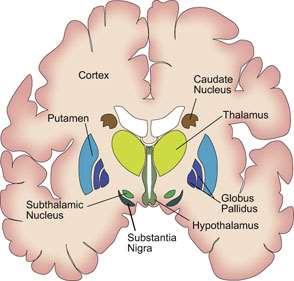 részén hozzánő a thalamushoz oldalfelé szövethidak kötik össze a nucleus lentiformissal nucleus lentiformis: 2.