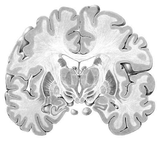 Interbrain Telencephalon: basalis ganglionok oldalkamra n. caudatus n.