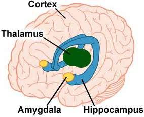 Amygdala Kapcsolat a hypothalamussal, szaglókéreggel, thalamussal