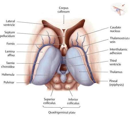 Thalamus (diencephalon, köztiagy) két thalamus között adhesio