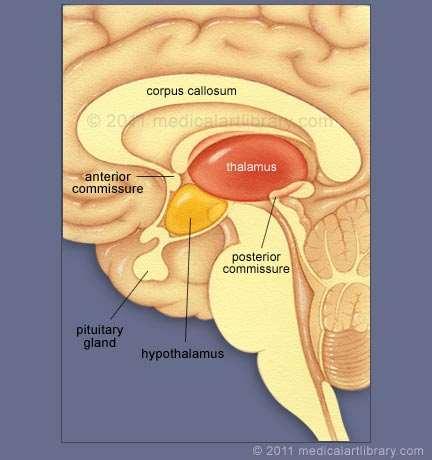 III. agykamra oldalsó felszínének nagy részét adja a thalamus dorsalis