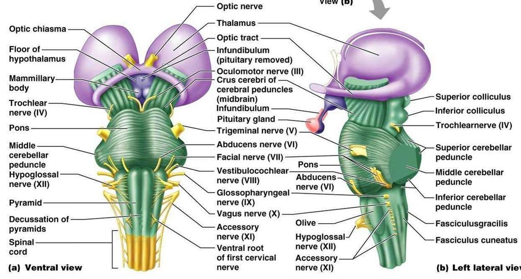 Thalamus