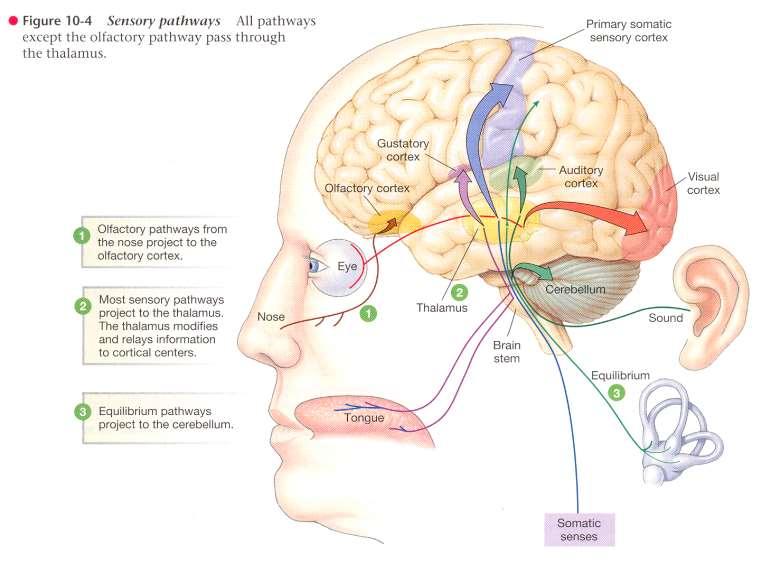 A thalamus,