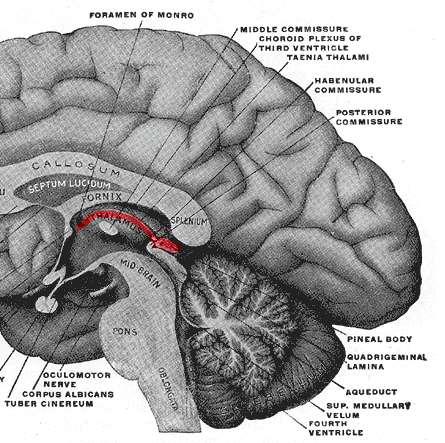 Epithalamus a diencephalon-mesencephalon-átmenet dorsalis részén helyezkedik el részei a habenulák, a stria