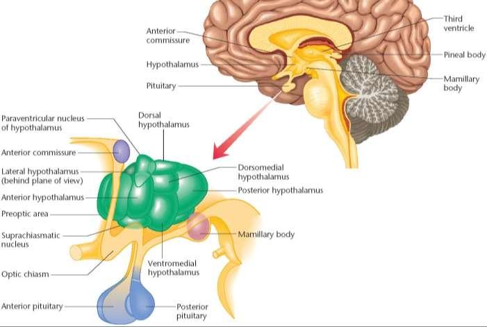 Hypothalamus alatta található a látóideg kereszteződése a thalamustól ventralisan található, a thalamus alatt a 3.