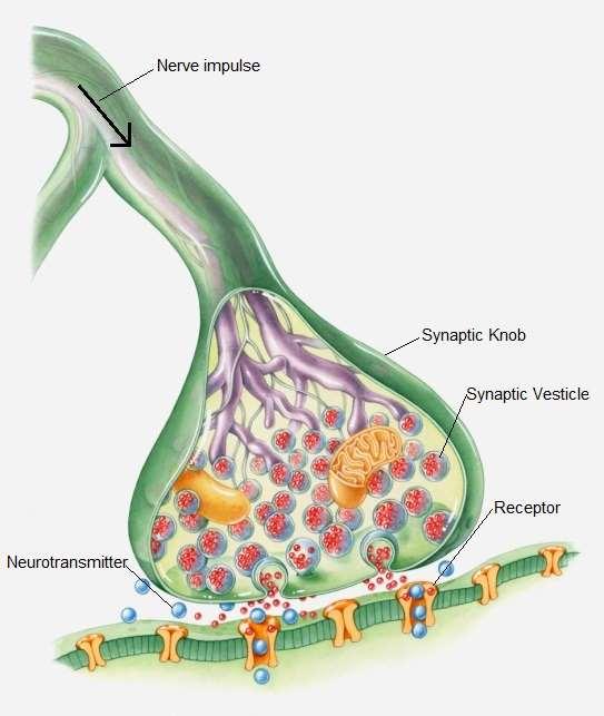 A szinapszis felépítése Transzmitter Aminosav