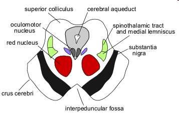 Középagy (mesencephalon) Ürege: aqueductus cerebri: 3.