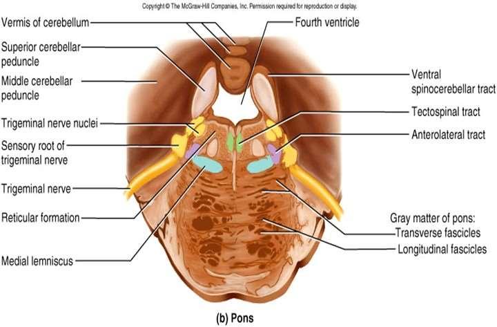 Nervus facialis / arcideg Locus coeruleus: