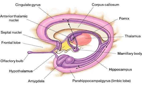 A limbikus rendszer Az endokrin rendszer és az autonóm idegrendszer és a veleszületett viselkedések működését befolyásolja és összekapcsolja a tudatos kontrollal (agykéreg) hippocampus &co.