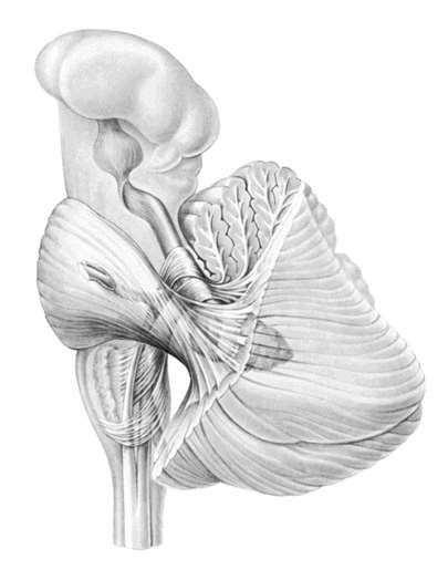 köztiagy középagy híd nyúltvelő pedunculus cerebelli sup. kisagy Kisagy működése A kisagy a három kisagykaron (pedunculus cerebelli sup. / med. / inf.