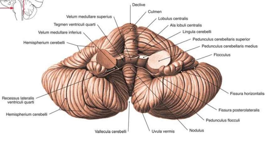 A kisagy makroszkopikus szerkezete Az agytörzs dorsalis részével három szimmetrikus, idegrostokból álló köteg köti össze: pedunculus