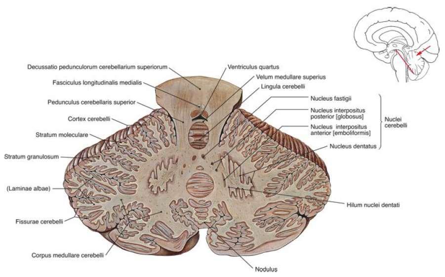 (Kisagyi magvak) nucleus dentatus nucleus fastigii nucleus emboliformis nucleus globosus