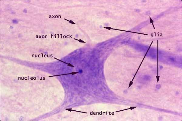 axonjaik a neuromuszkuláris junkción érnek véget