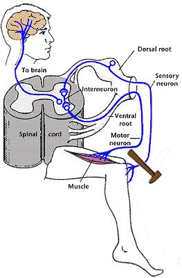 Csak egy szinapszis, nincs interneuron Monoszinaptikus reflex X