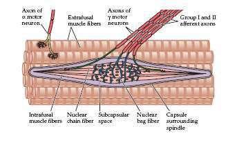 Komponensei Receptor: izomorsó.