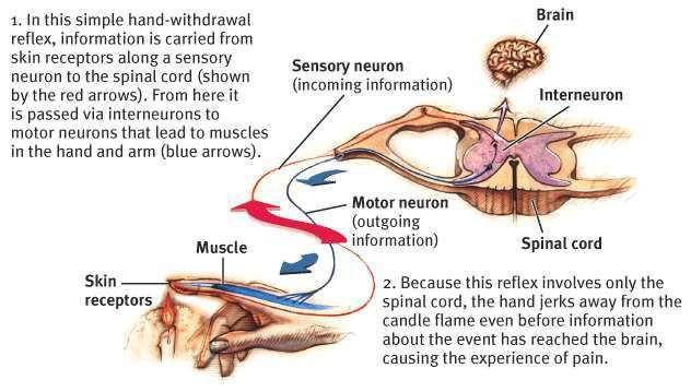 Fájdalomreflex Szinonimák: -nociceptiv reflex -flexor, keresztezett extensor reflex Stimulus: fájdalmas, szövetkárosító inger Válasz: az