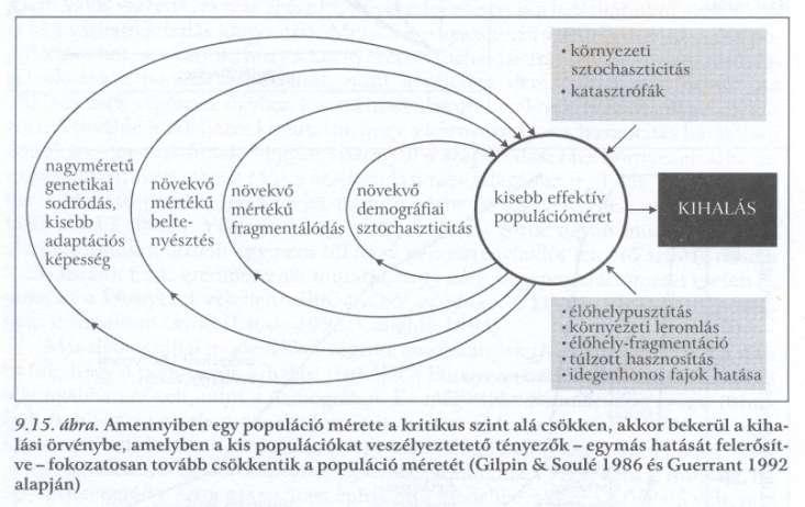 Kihalási örvények. Napjaink jelentős dilemája: Kis populációkkal vagy a csökkenő létszámú populációkkal kell foglalkoznunk?