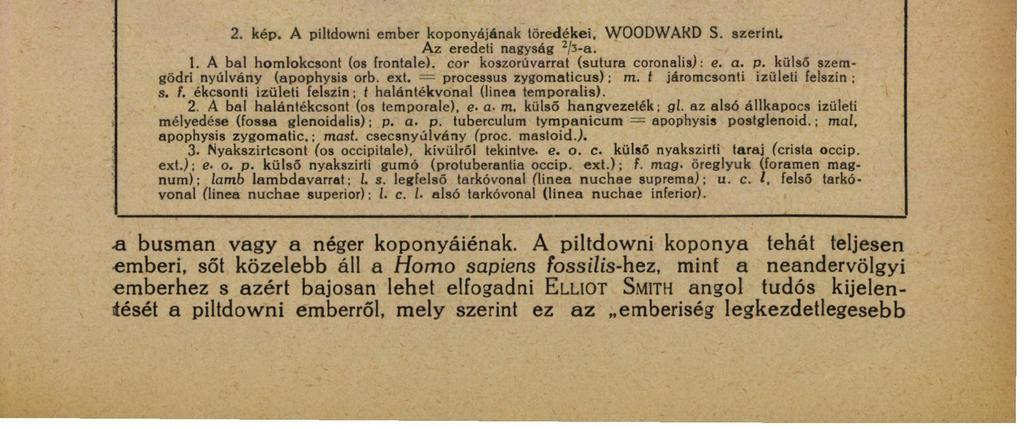 A PILTDOWNI ŐSEMBER. 13 A meglevő leletek alapján SMITH WOODWARD állította fel először a piltdowni koponyát, annak köbtartalmát 1070 cm 3 -re becsülve.