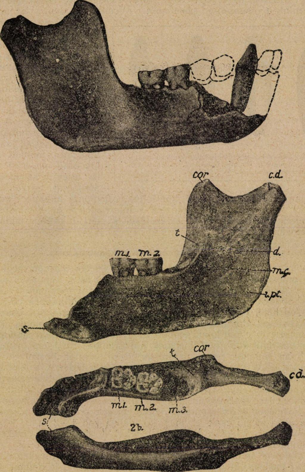 symphysis; mi és m 2 az első és második zápfog (molaris); «a harmadik zápfog