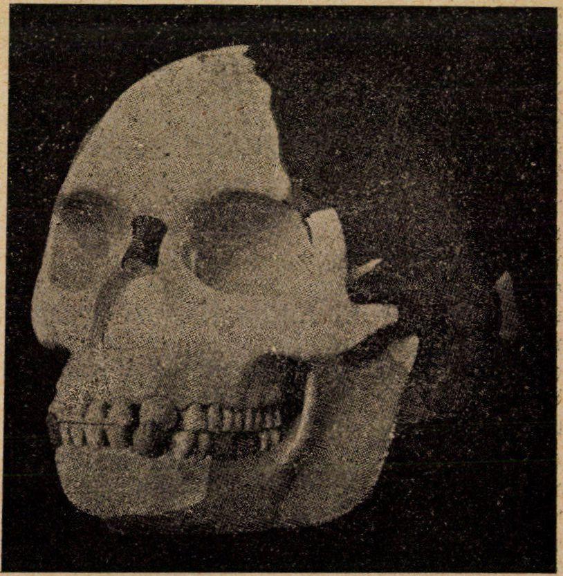 - kortól felfelé a Homo sapiens fossilis, k i t a h o l o c é n b a n, V a g y i s m á r negyedkorban, a Homo sapiens a recens vált fel.