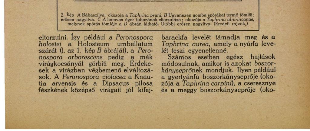 GOMBAOKOZTA GUBACSOK. 27 meglehetősen eltorzult.