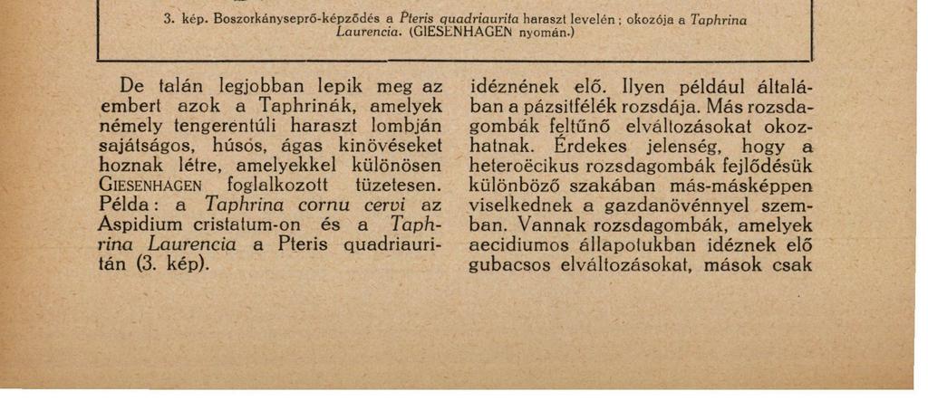 28 DR. MO ESZ GUSZTÁV zója a Taphrina cerasi). Ismét más esetben a termés szenved hypertrofiás eltorzulást, amikor az a rendesnél jelentékenyen nagyobbá lesz.