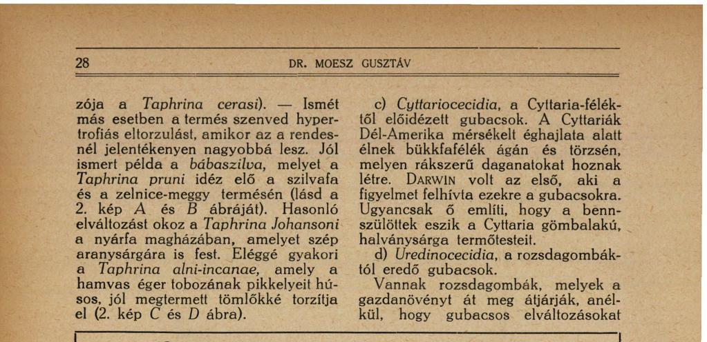 DARWIN volt az első, aki a figyelmet felhívta ezekre a gubacsokra. Ugyancsak ő említi, hogy a bennszülöttek eszik a Cyttaria gömbalakú, halványsárga termőtesteit.