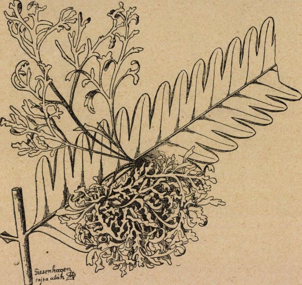 Boszorkányseprő-képződés a Pteris quadriaurita haraszt levelén ; okozója a Taphrina Laurencia. (GIESENHAGEN nyomán.