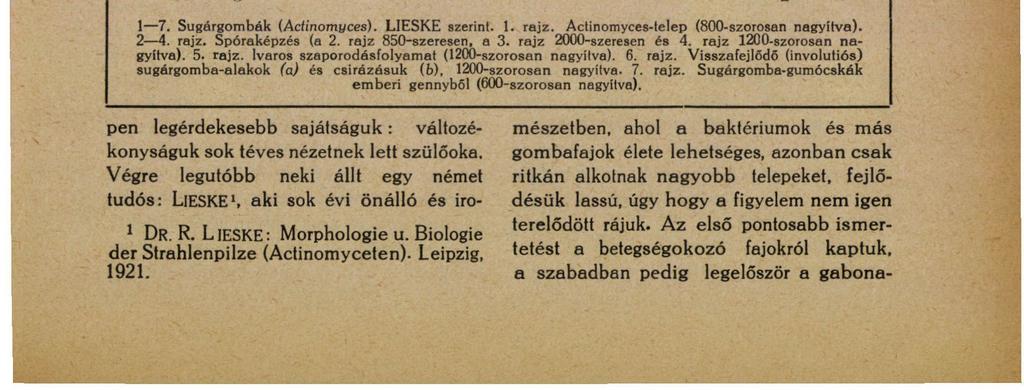 GOMBAOKOZTA GUBACSOK. 31 csos eltorzulásokat.